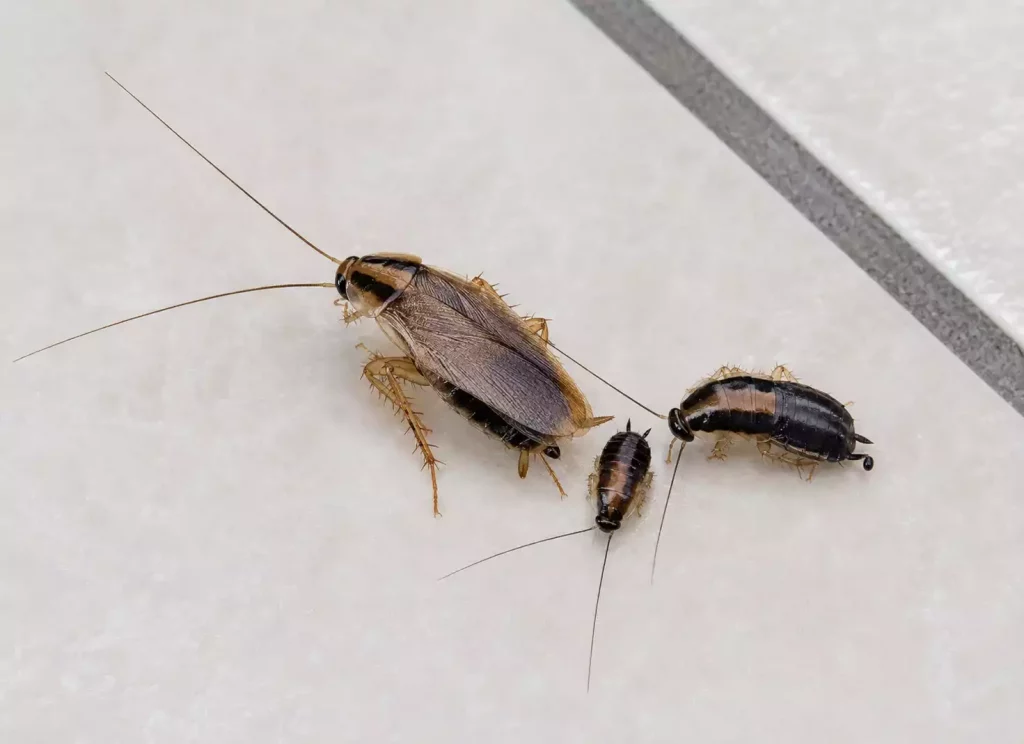 Petits insectes noirs dans la maison : reconnaître les principaux suspects