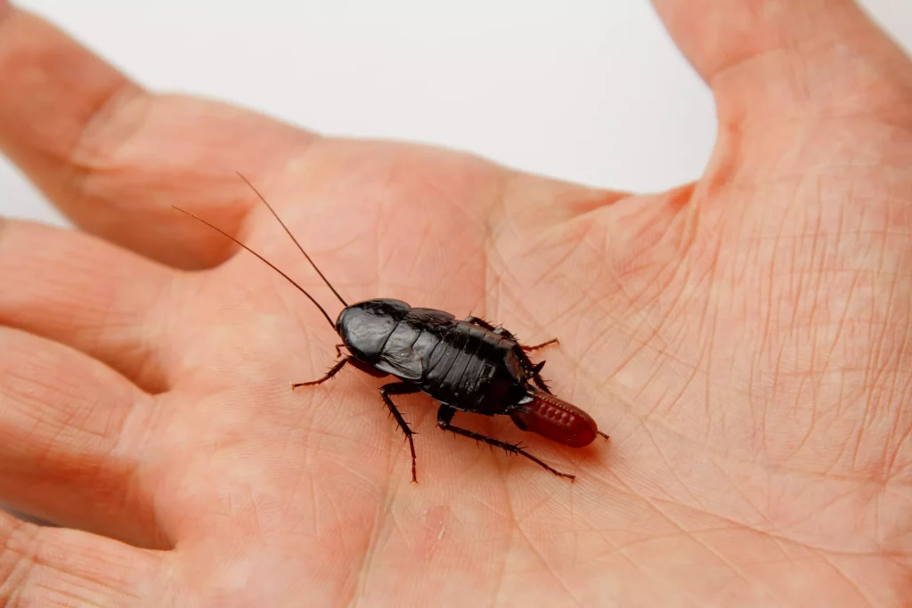 Reconnaître les insectes noirs de la maison espèce par espèce