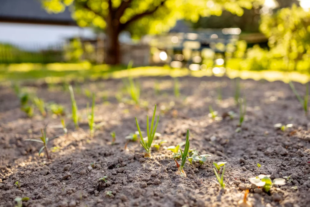 Drainage, chaleur précoce, pauvreté en nutriments : découvrez les avantages et les inconvénients d'un sol sableux, et comment le rendre fertile durablement.