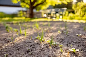 Drainage, chaleur précoce, pauvreté en nutriments : découvrez les avantages et les inconvénients d'un sol sableux, et comment le rendre fertile durablement.